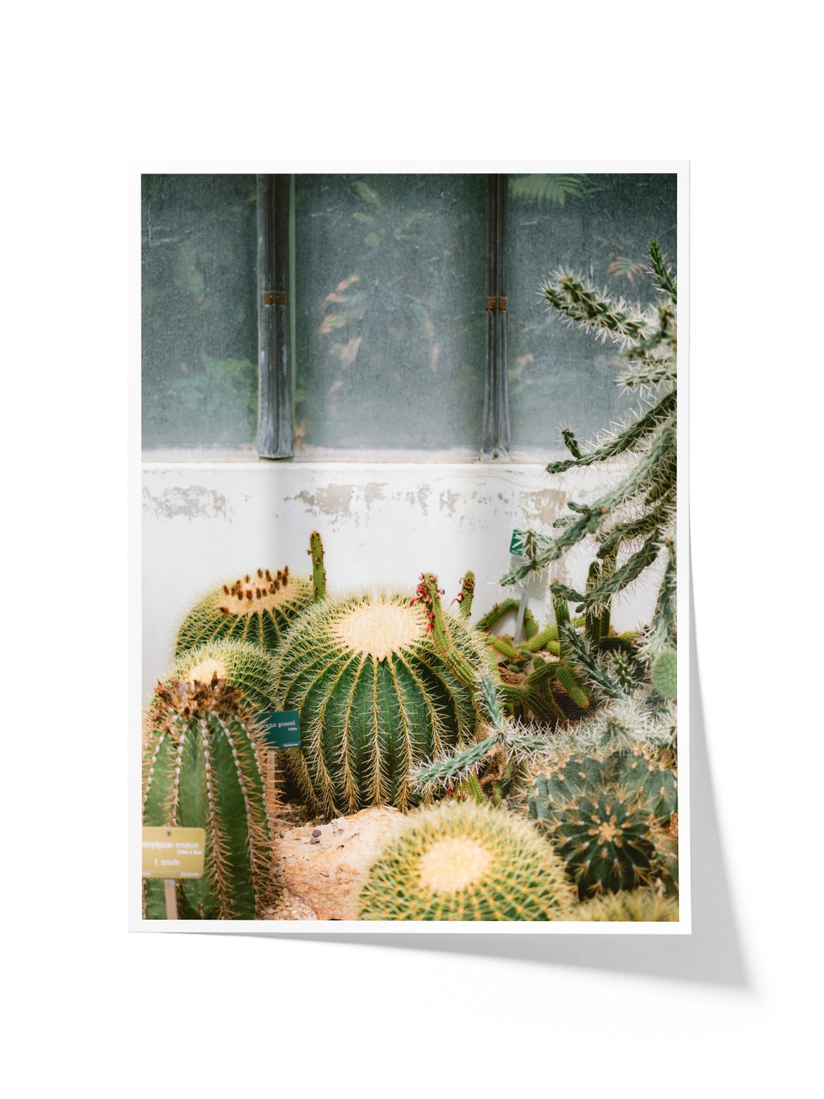 Botanical Garden of Paris II