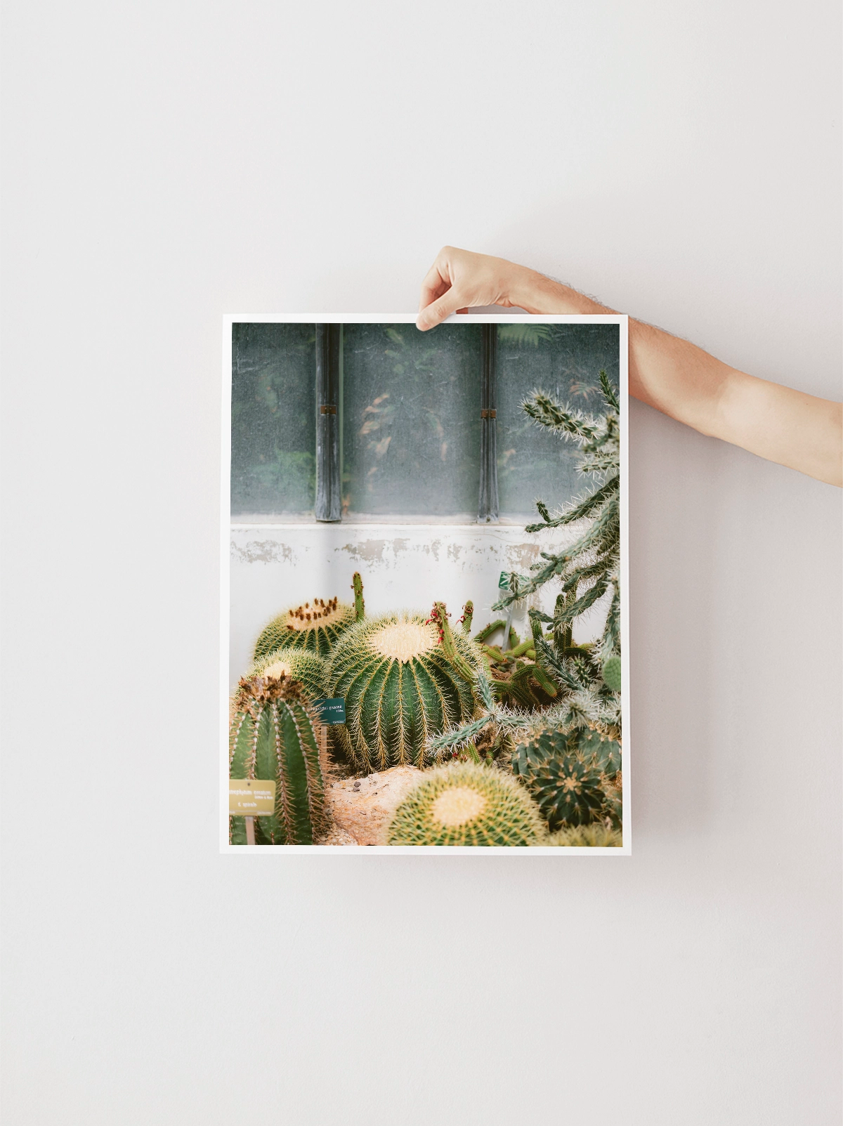 Botanical Garden of Paris II