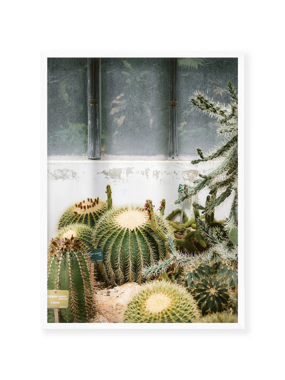 Botanical Garden of Paris II