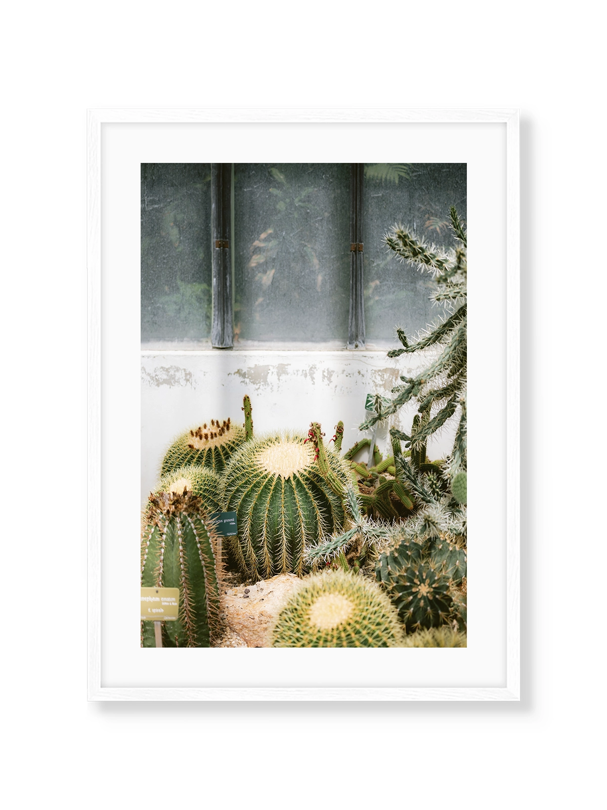 Botanical Garden of Paris II