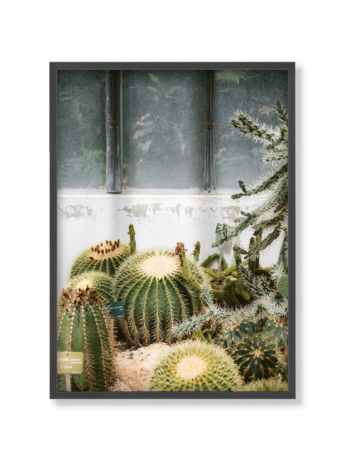 Botanical Garden of Paris II