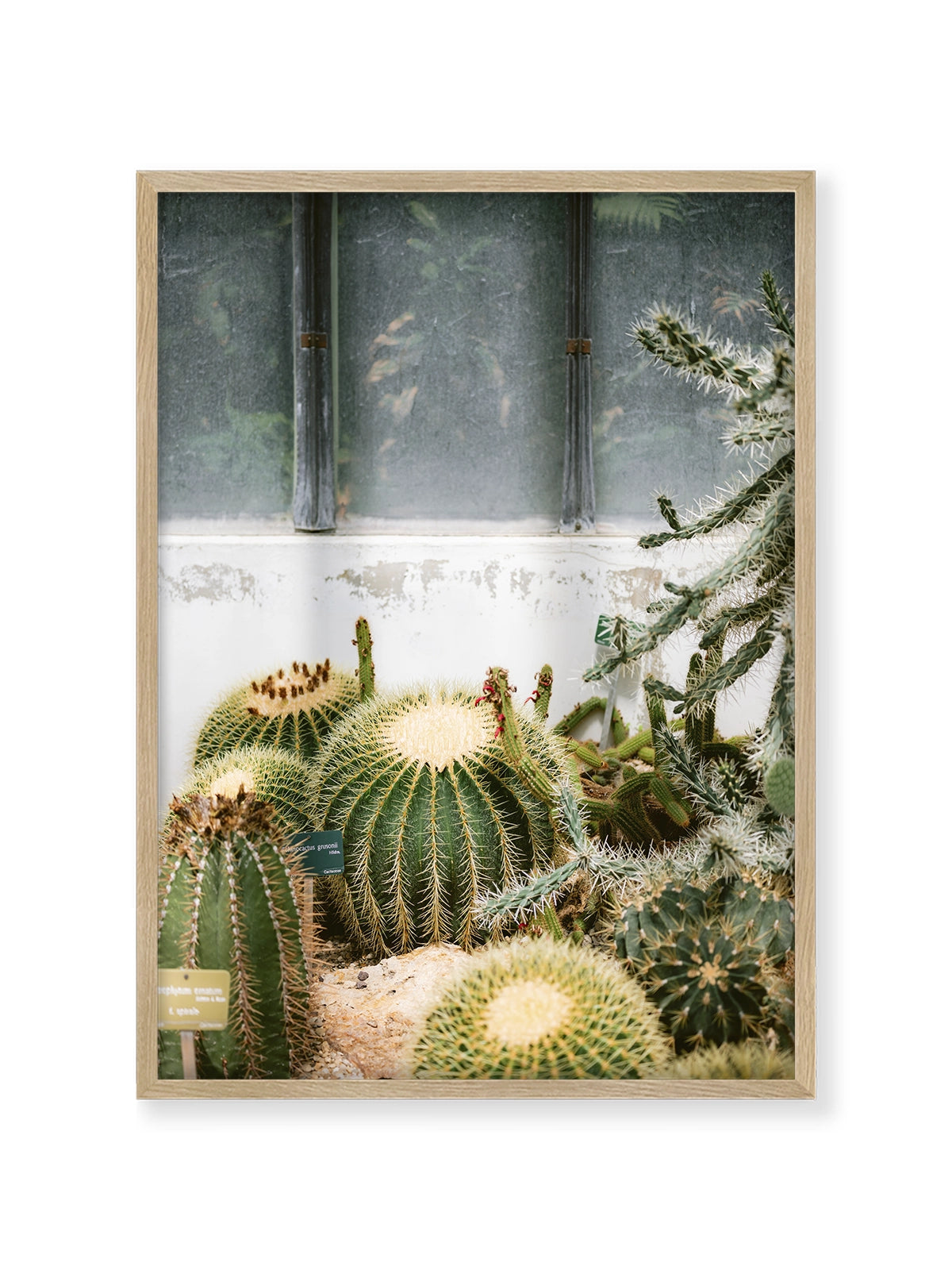 Botanical Garden of Paris II