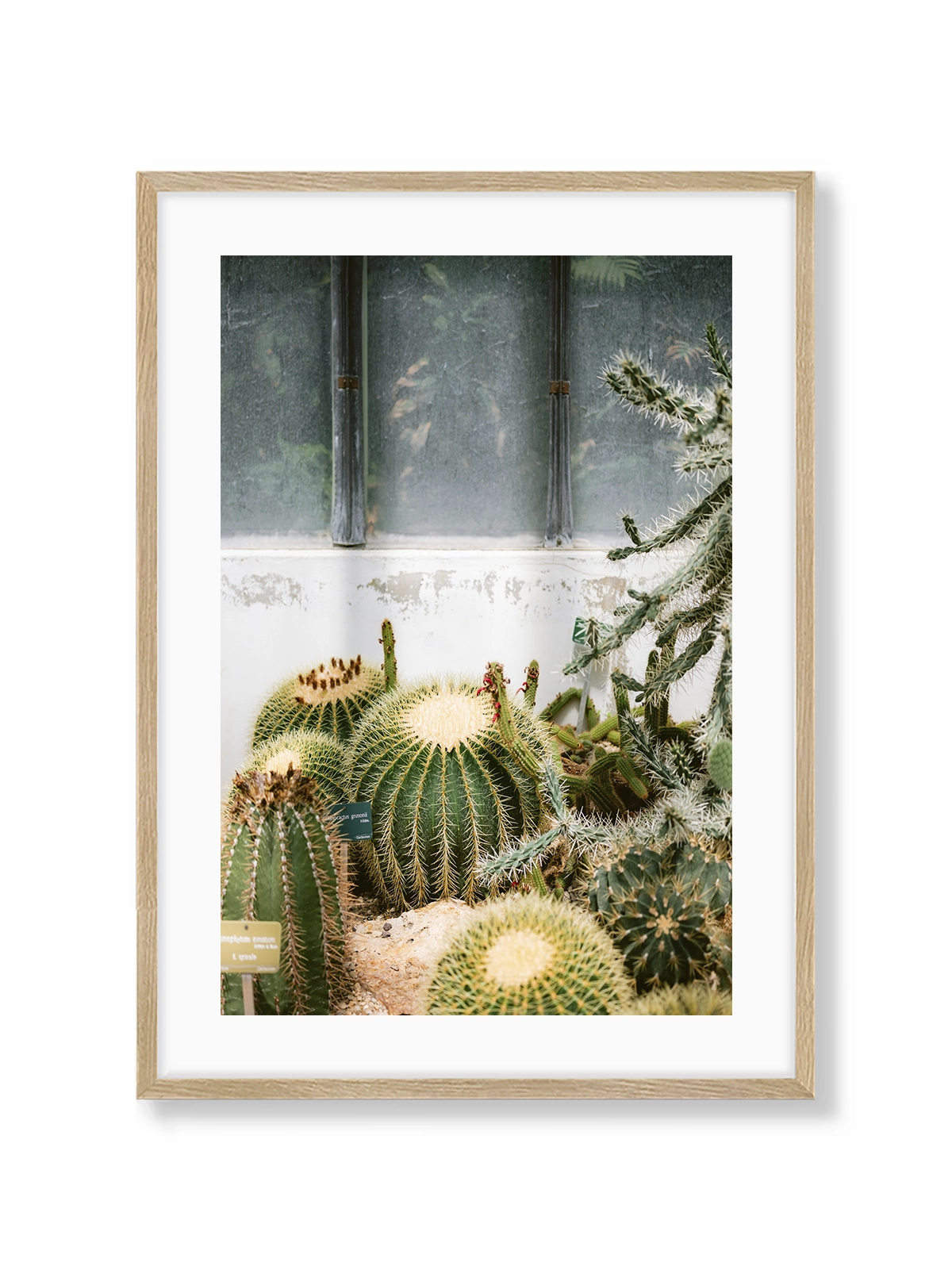 Botanical Garden of Paris II