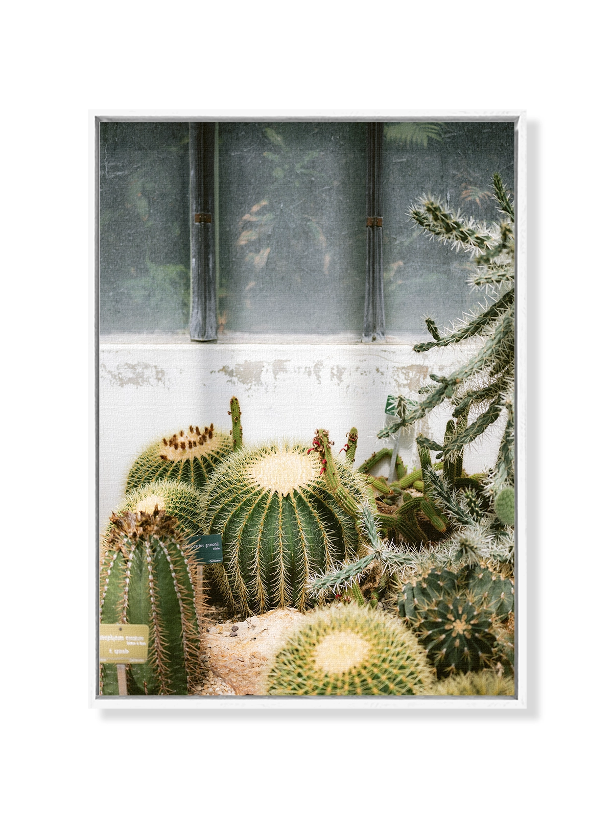 Botanical Garden of Paris II