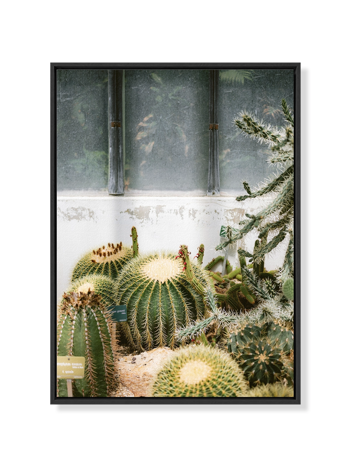 Botanical Garden of Paris II