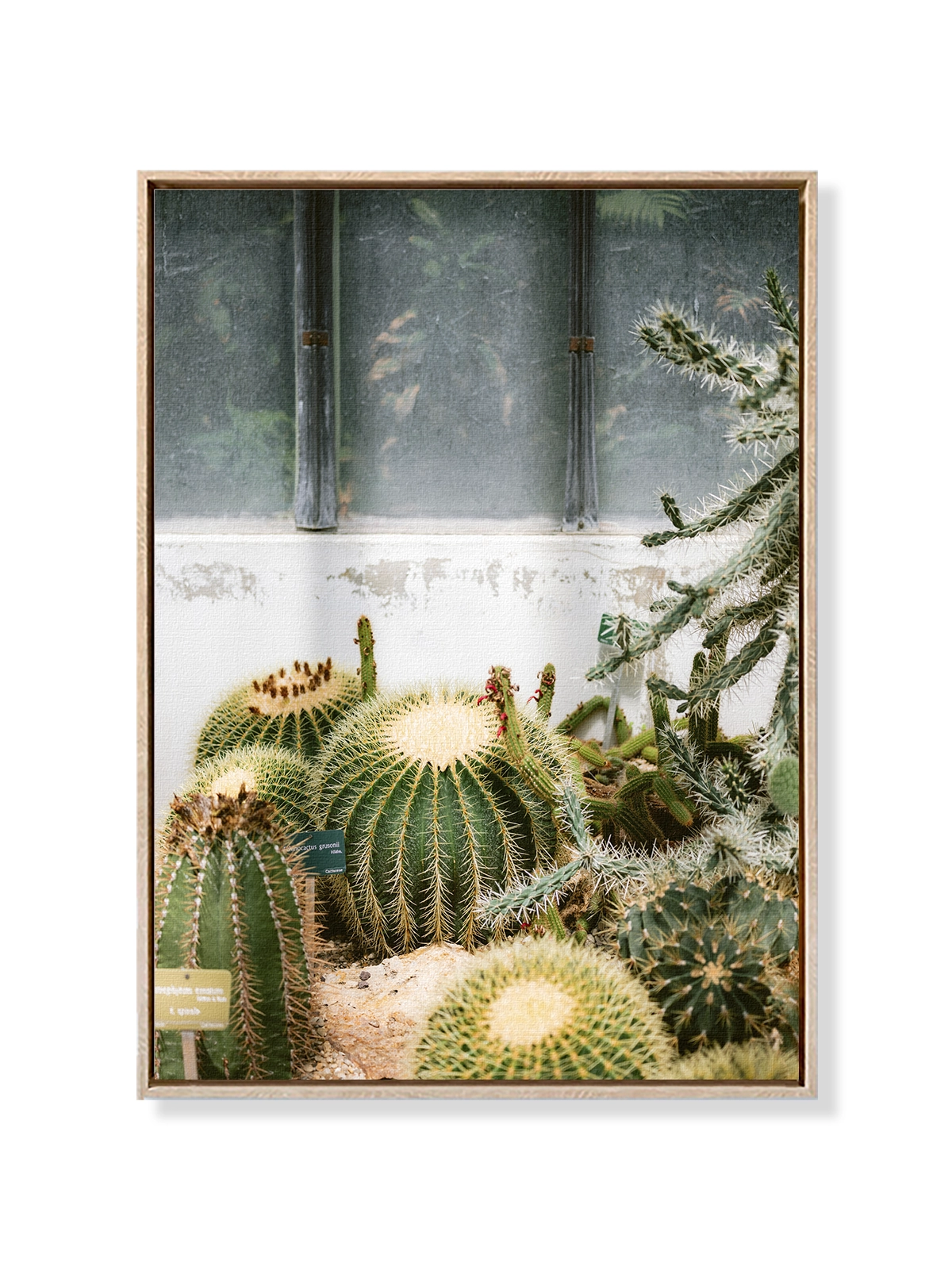 Botanical Garden of Paris II