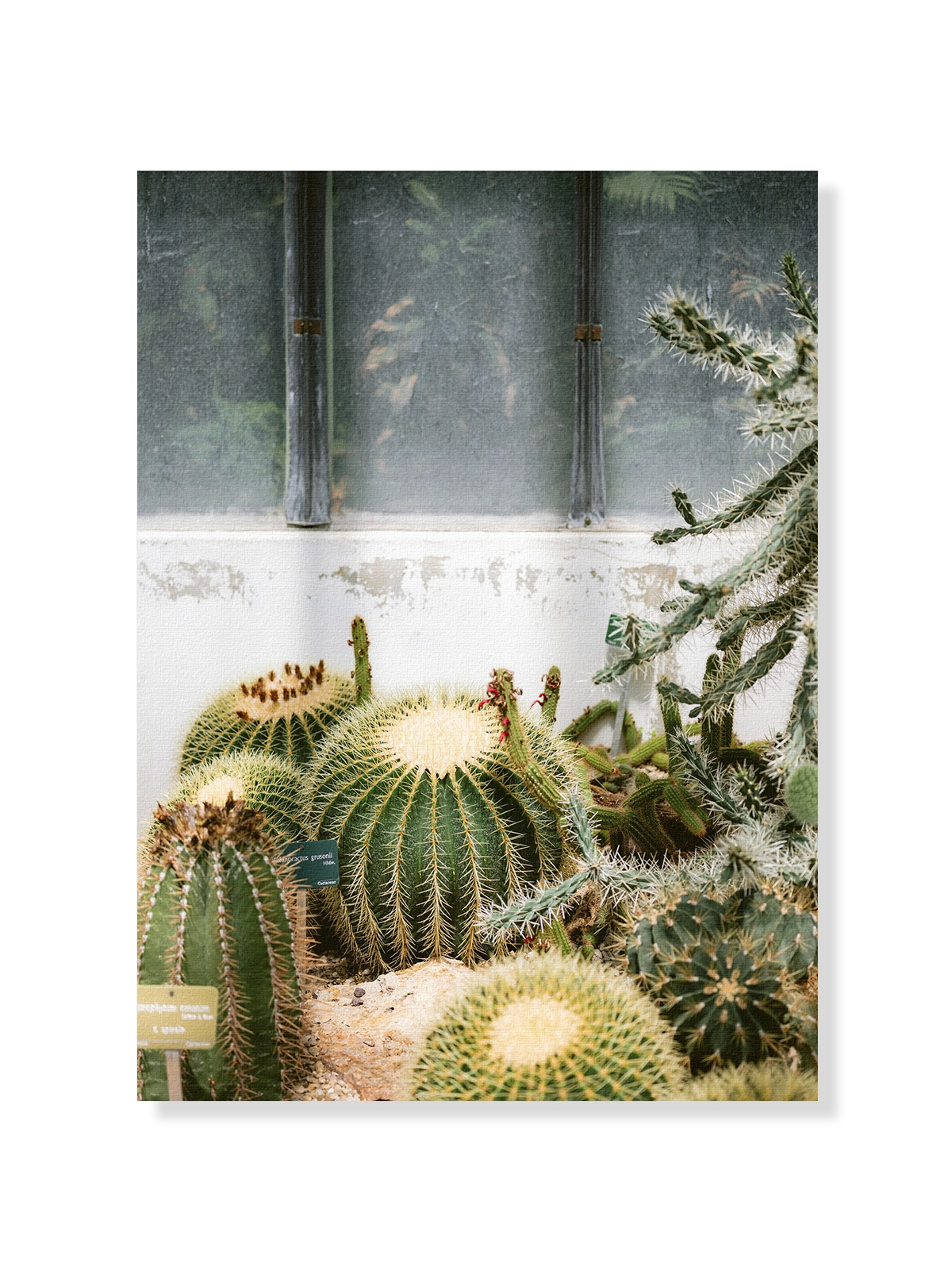 Botanical Garden of Paris II