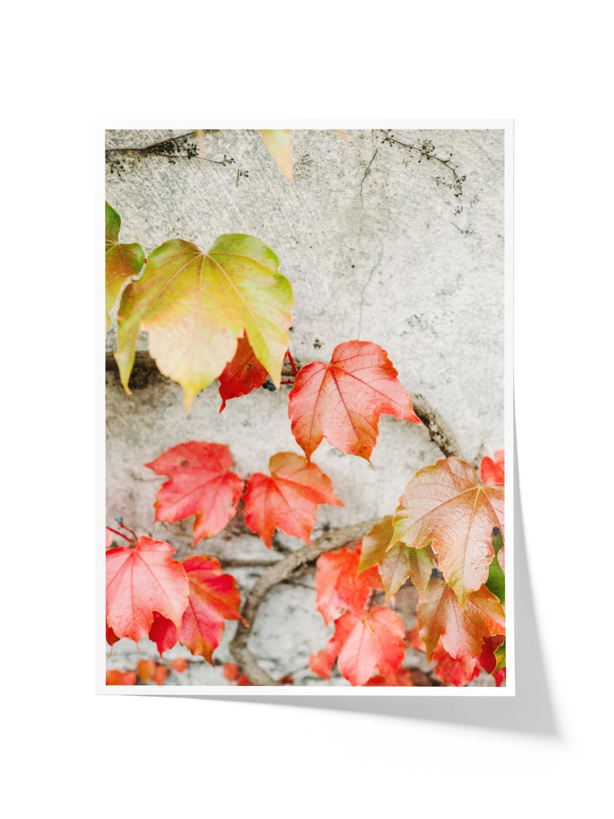 Fall Colored Leaves