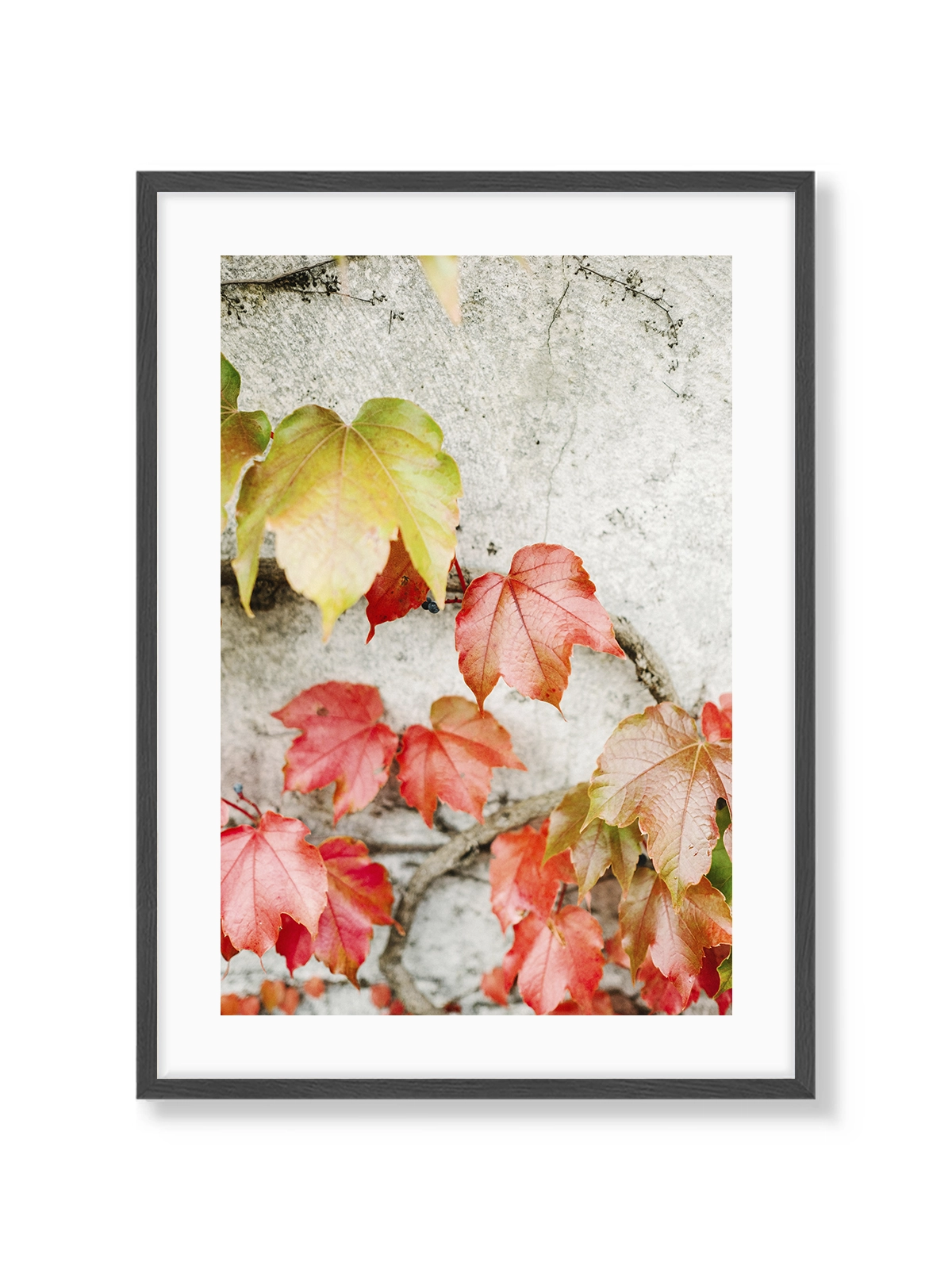 Fall Colored Leaves