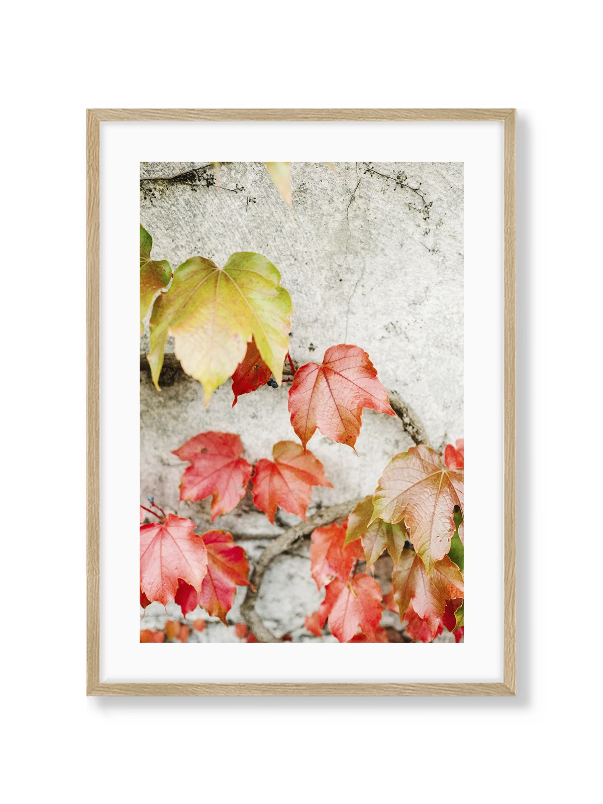 Fall Colored Leaves