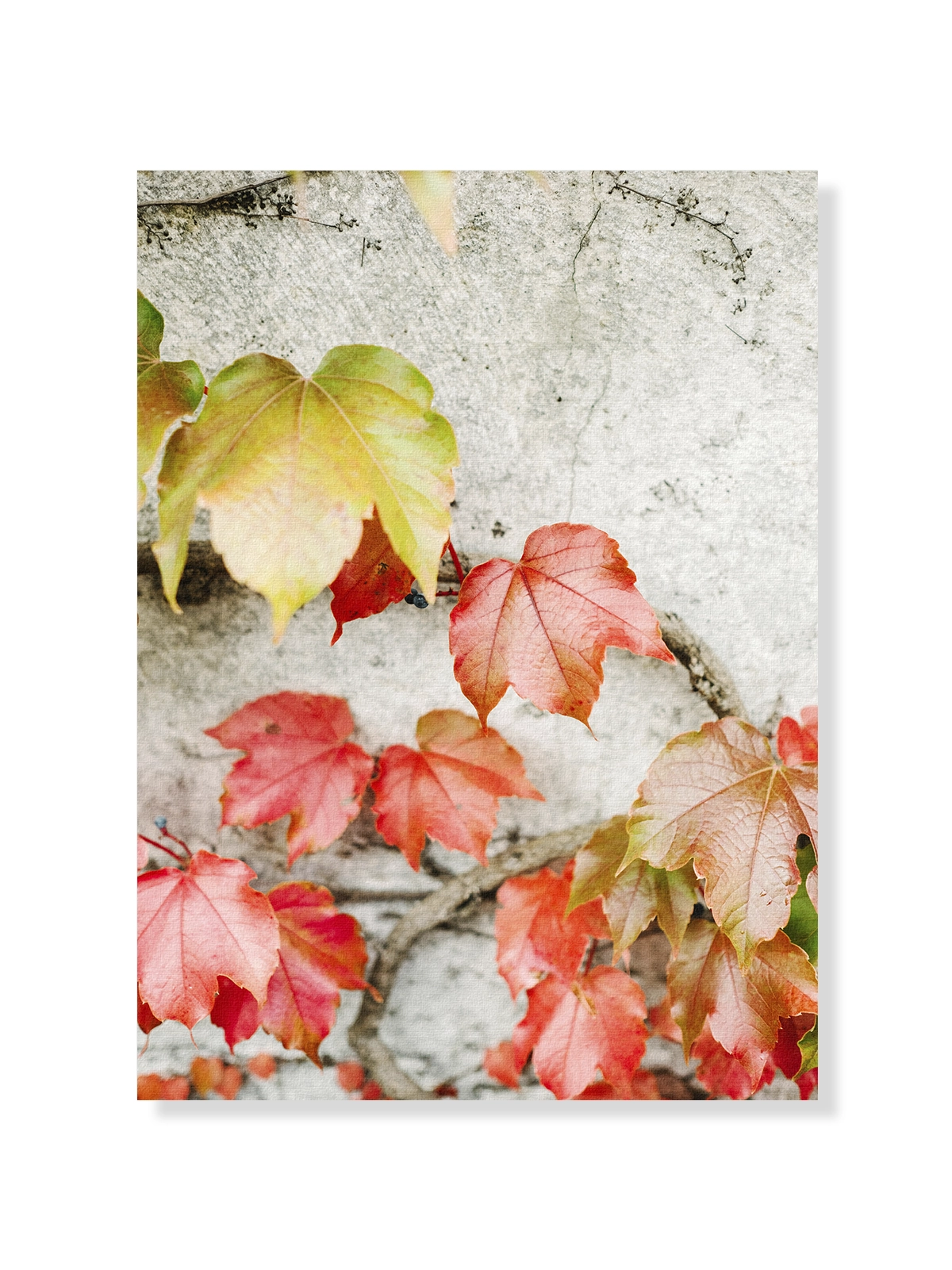 Fall Colored Leaves