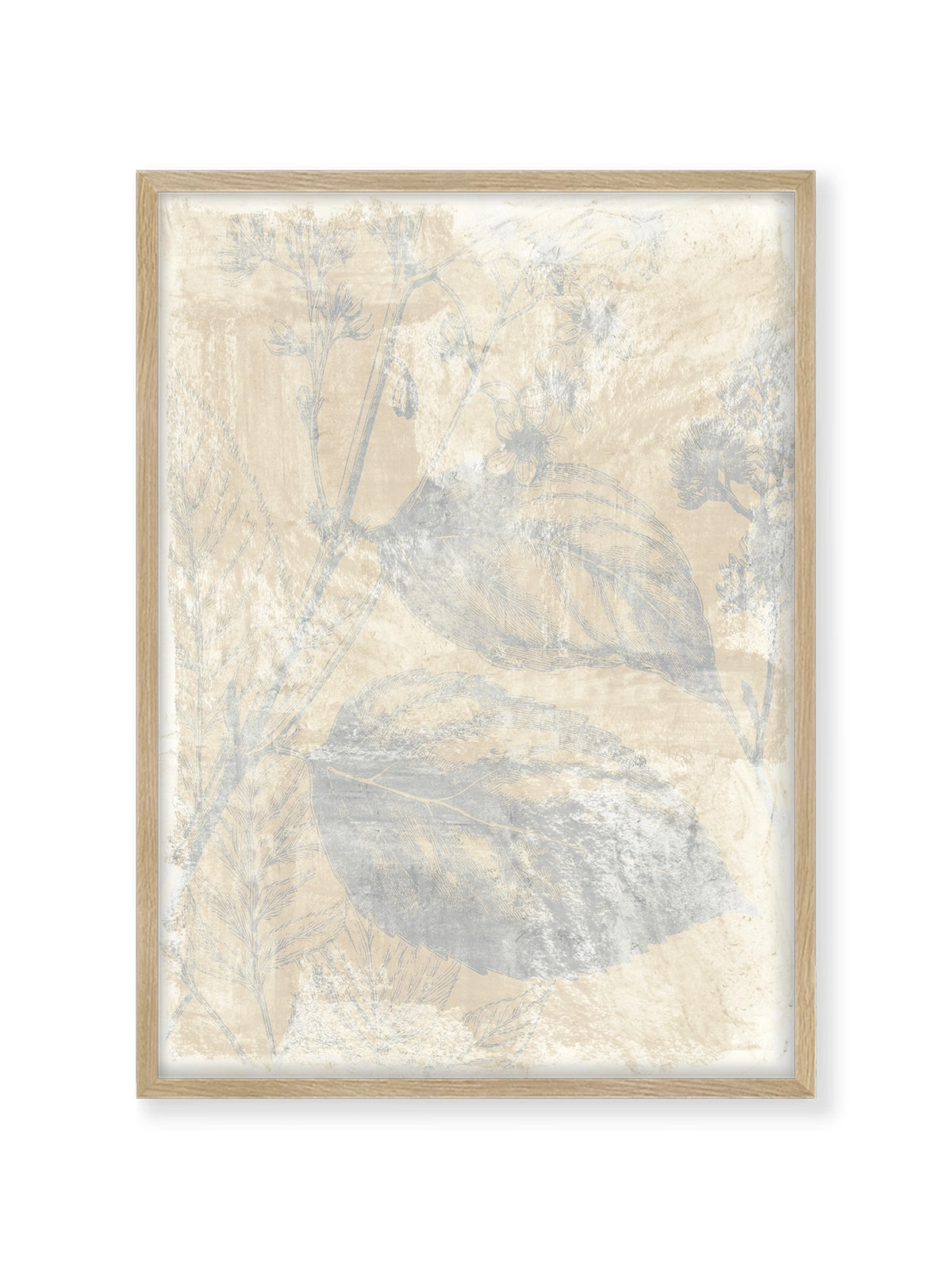 Woodsia I