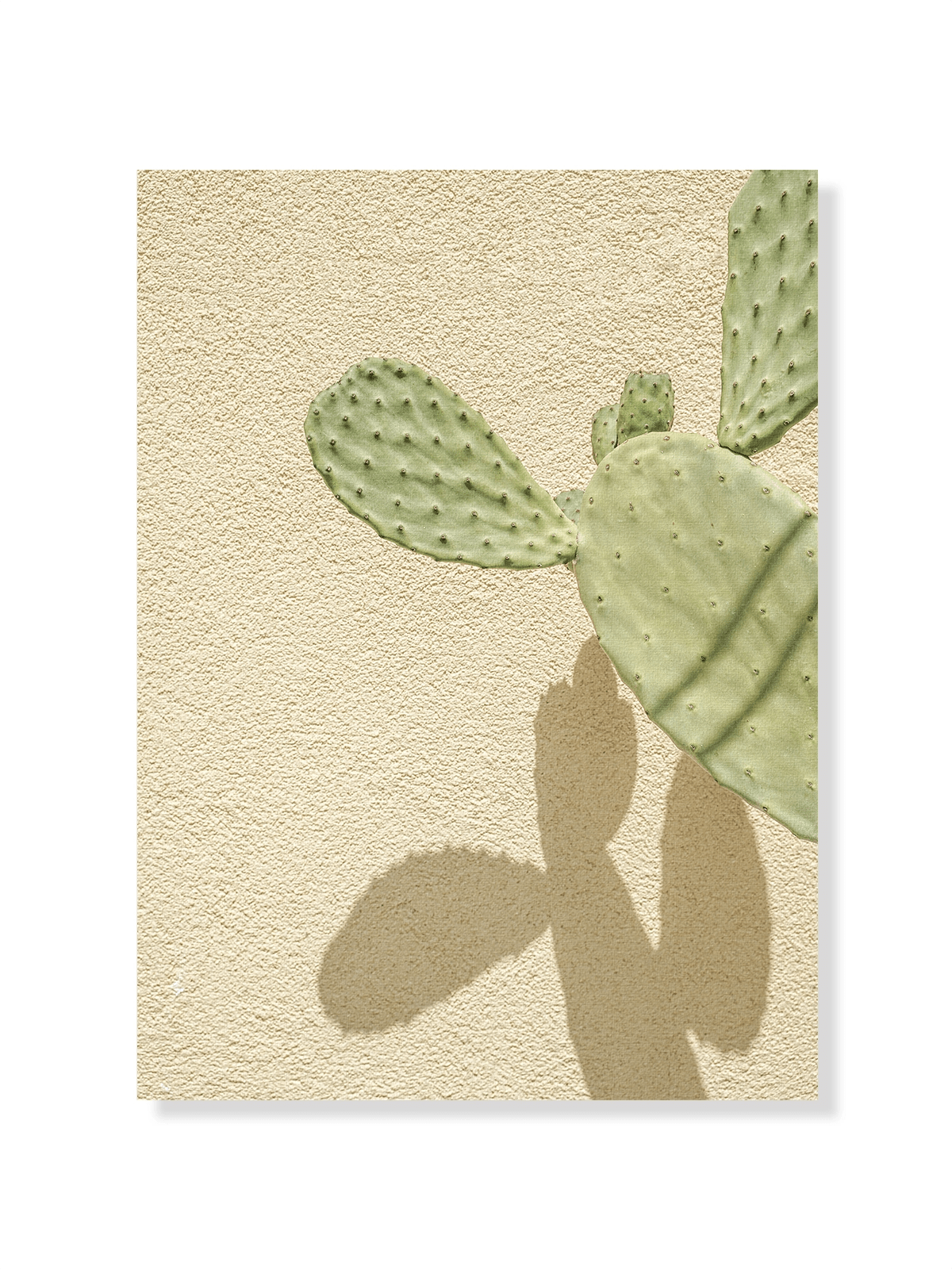 Cacti Shadowplay - Lámina de Henrike Schenk - Decora tu casa en Nomadart