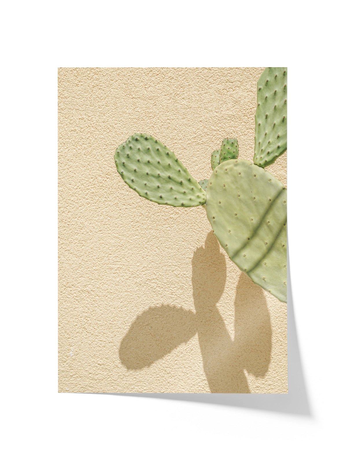 Cacti Shadowplay - Lámina de Henrike Schenk - Decora tu casa en Nomadart