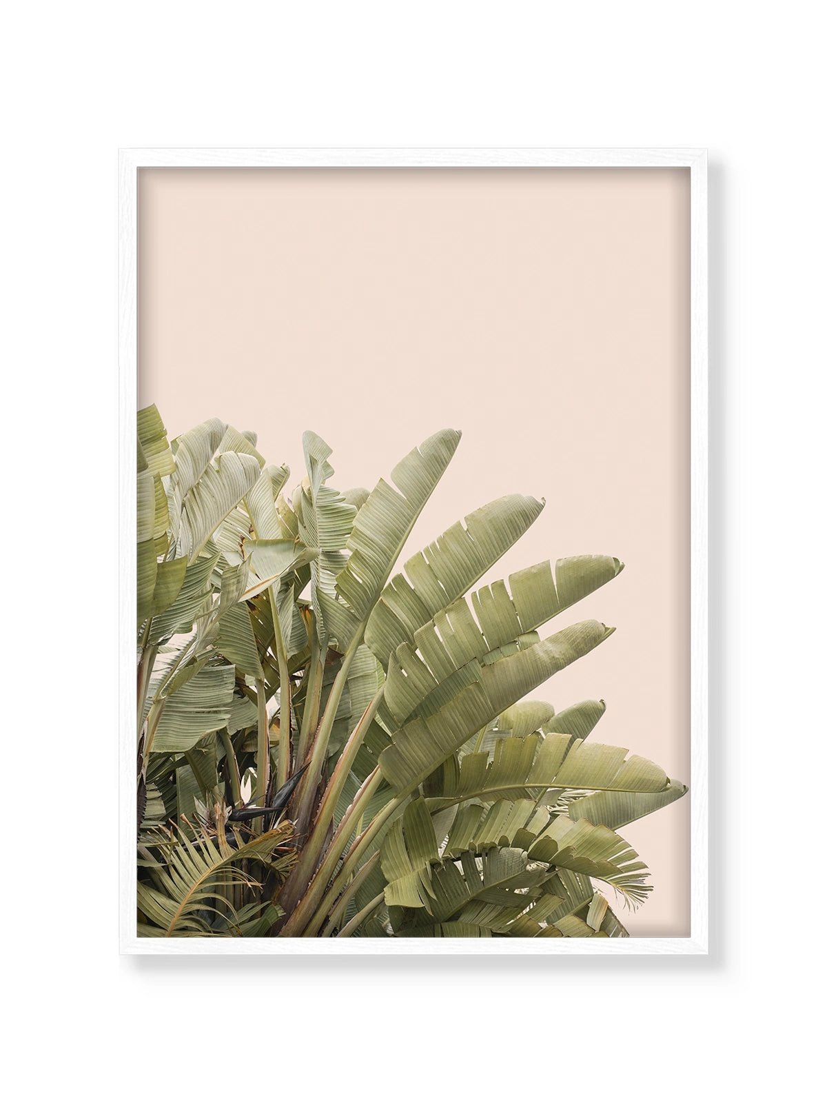 Tropical Leaves - Lámina de Henrike Schenk - Decora tu casa en Nomadart