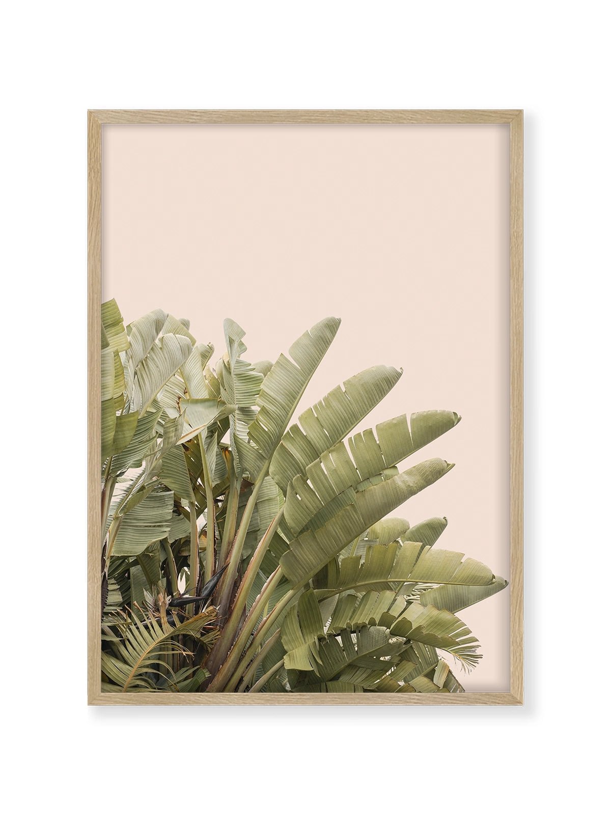 Tropical Leaves - Lámina de Henrike Schenk - Decora tu casa en Nomadart