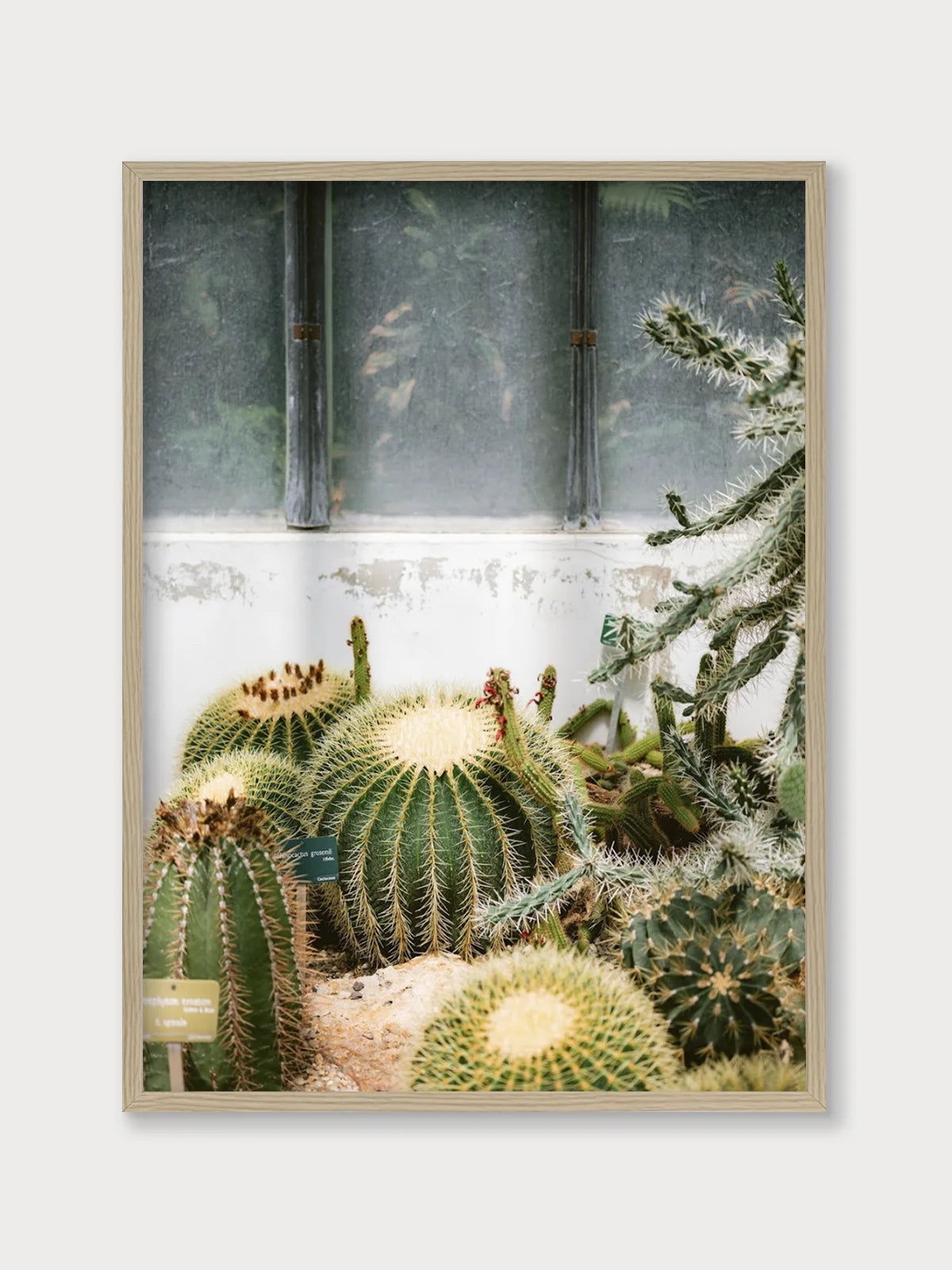 Botanical Garden of Paris II