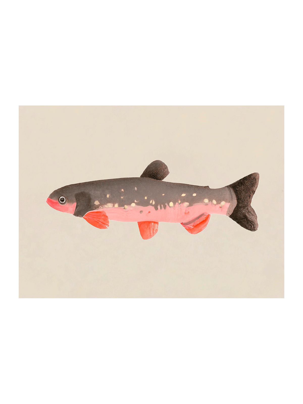 Still Fishy