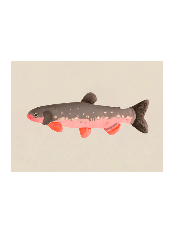 Still Fishy
