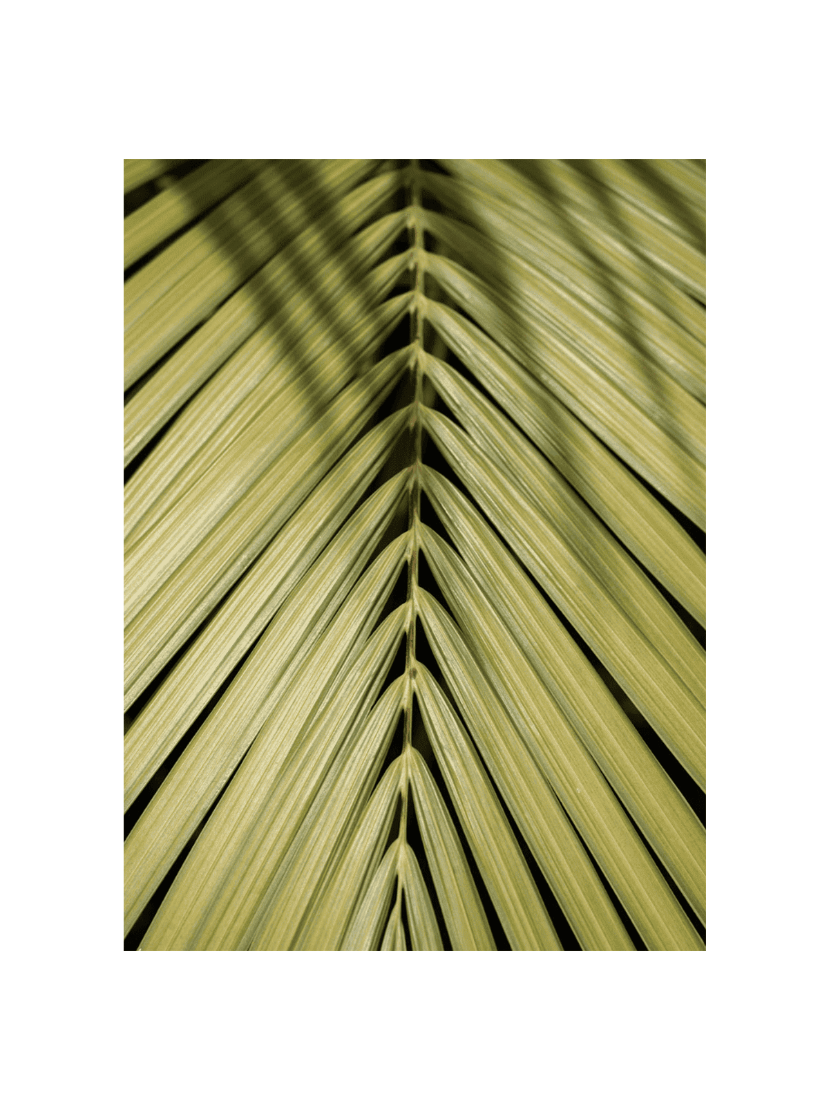 Tropical Green