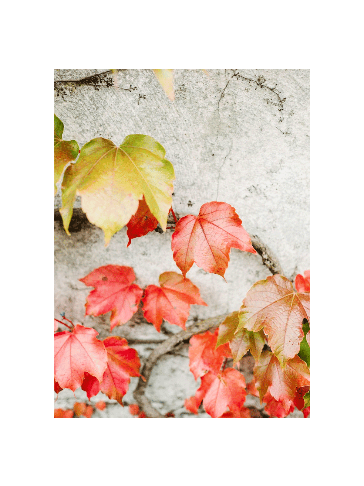 Fall Colored Leaves