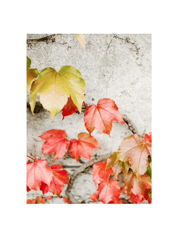 Fall Colored Leaves