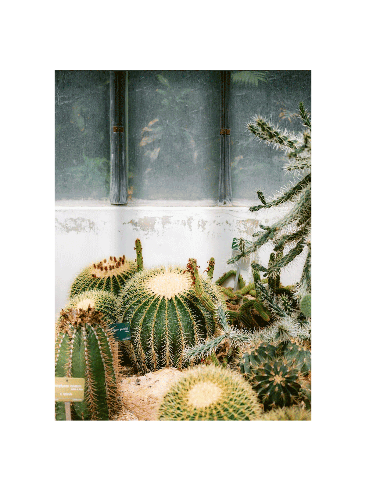 Botanical Garden of Paris II