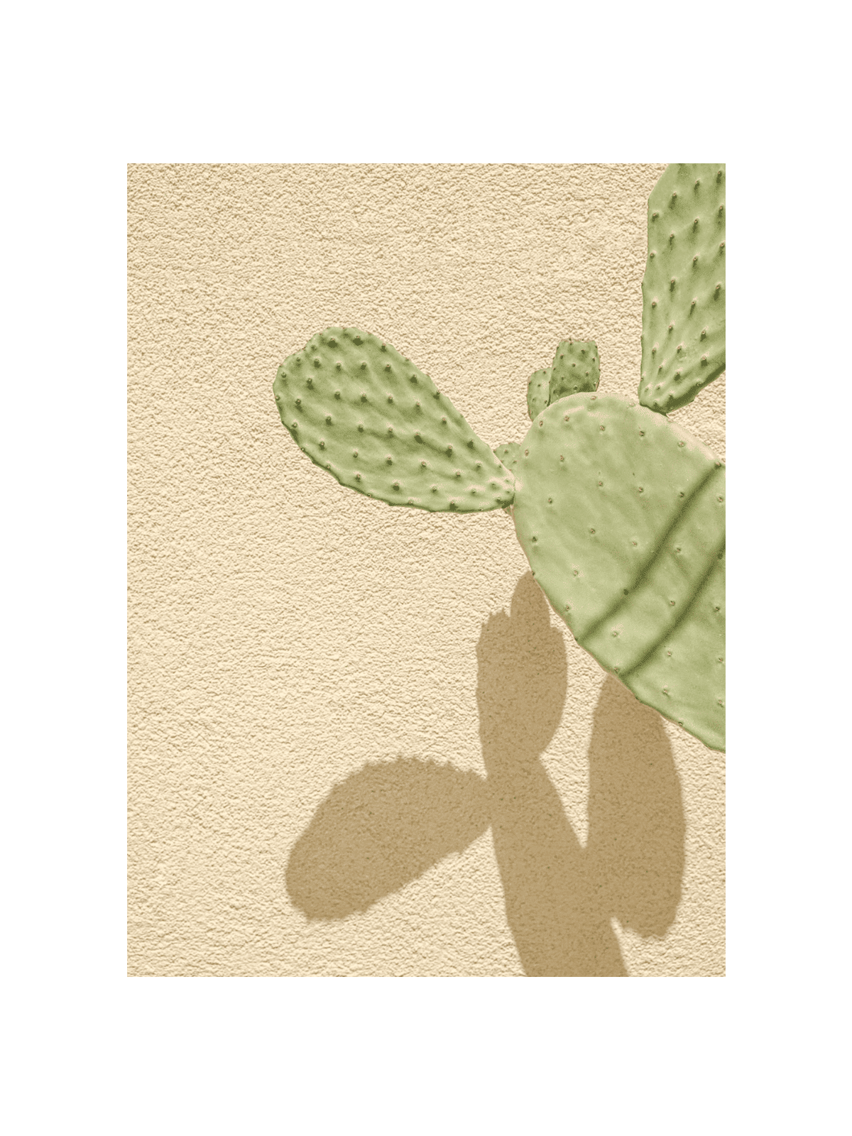 Cacti Shadowplay