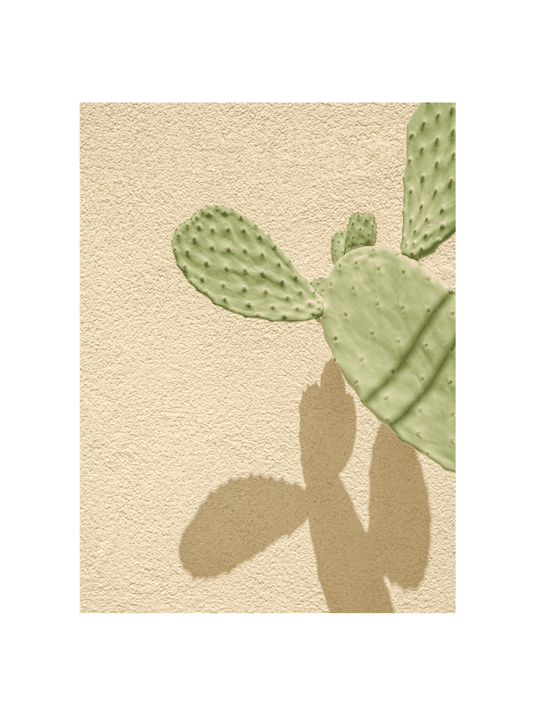 Cacti Shadowplay