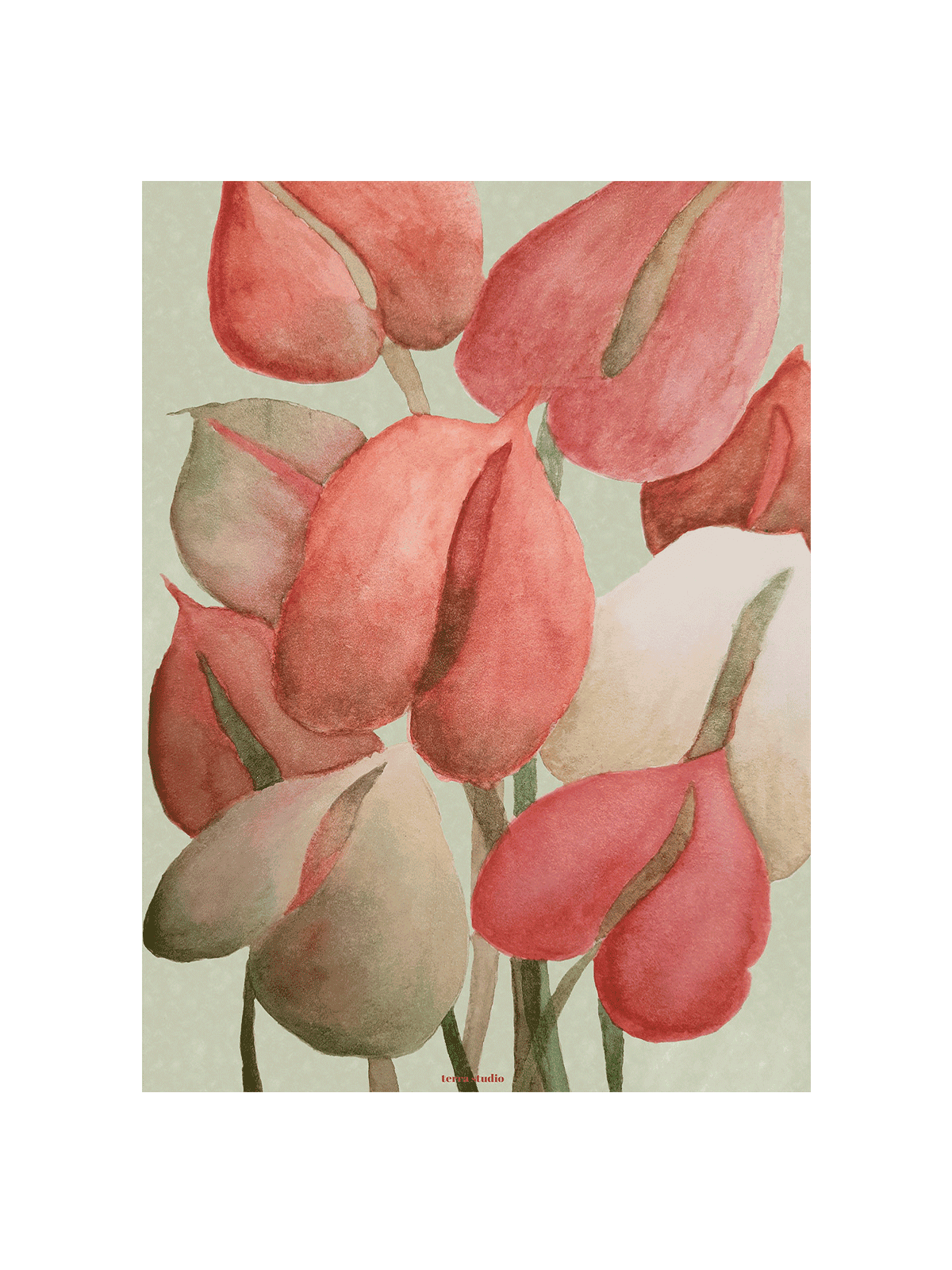 Anthurium
