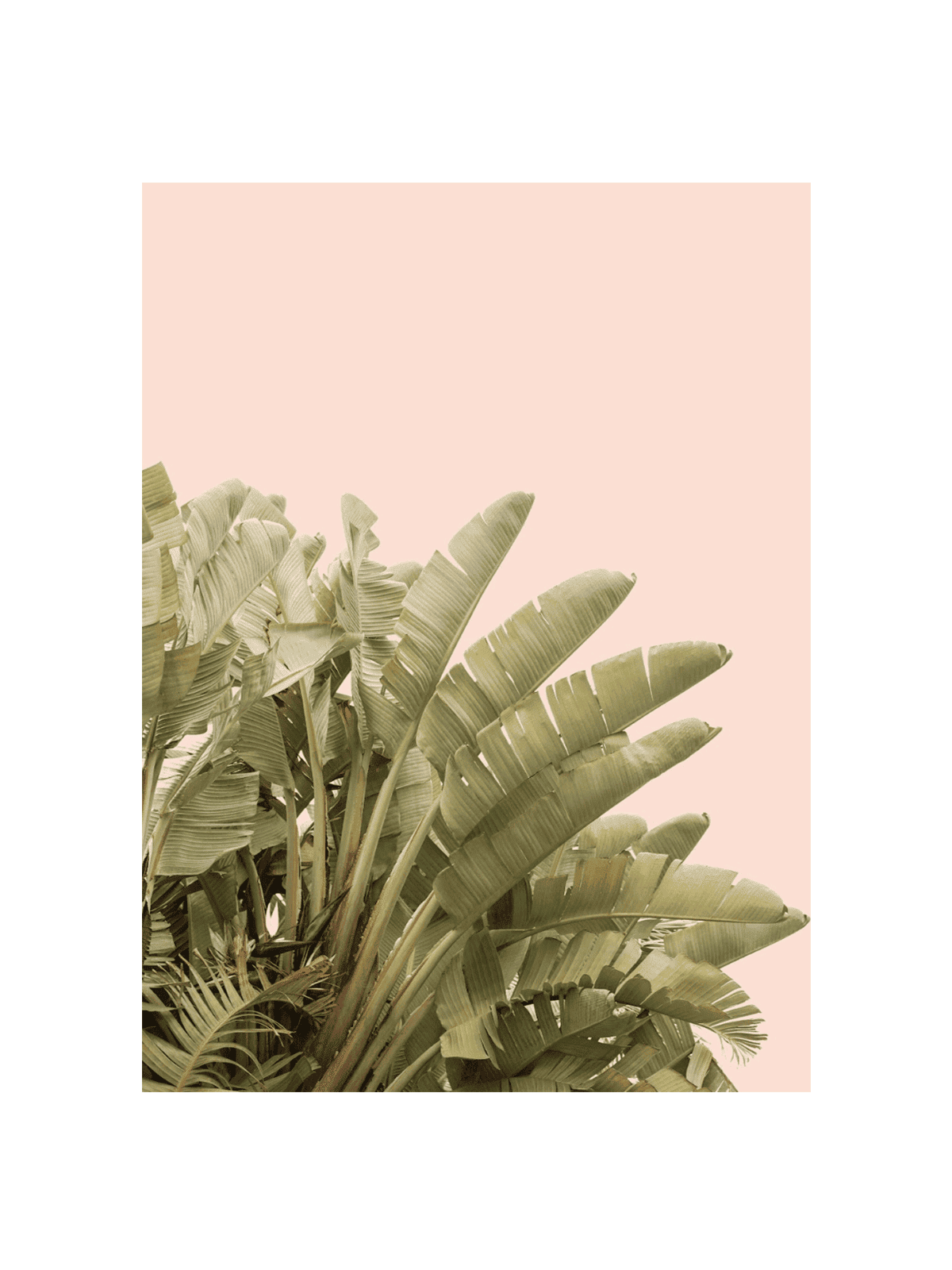 Tropical Leaves