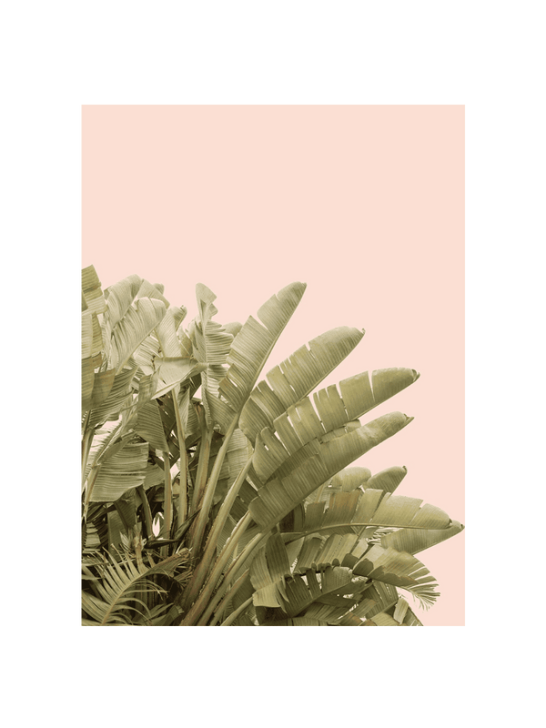 Tropical Leaves