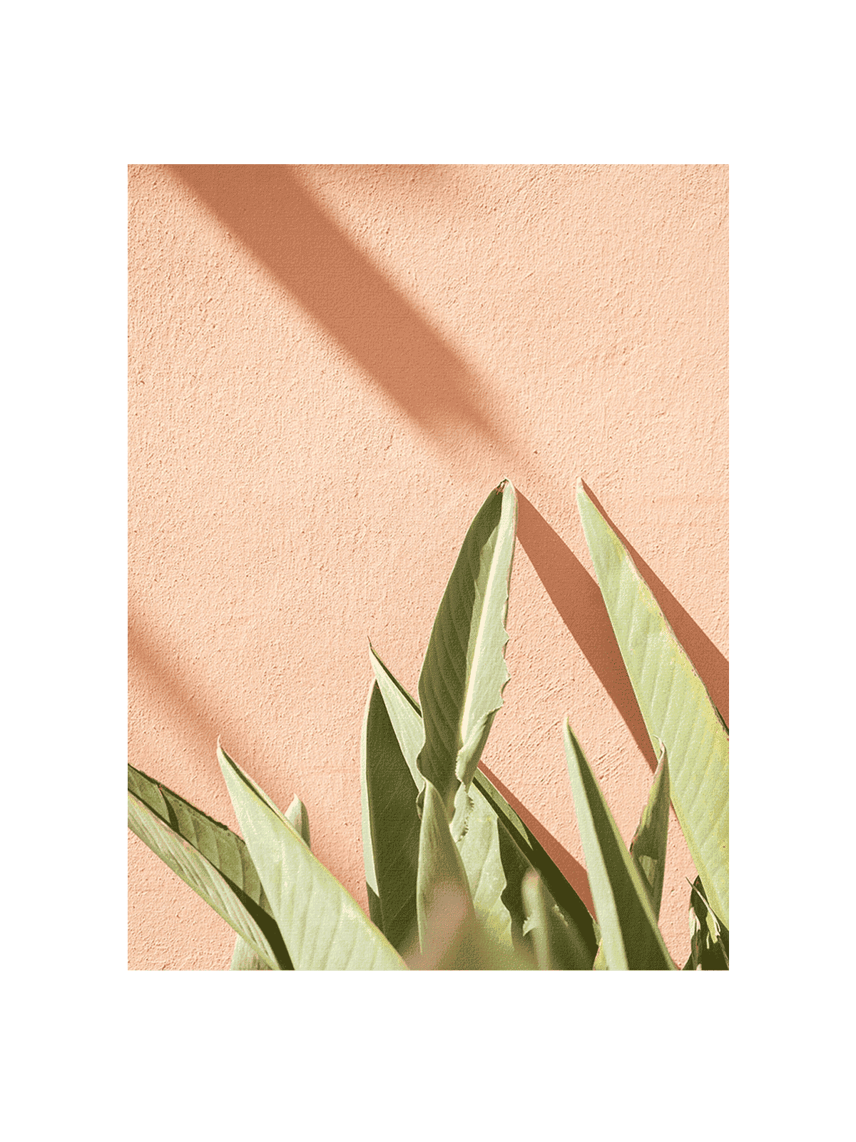 Tropical On Pastel