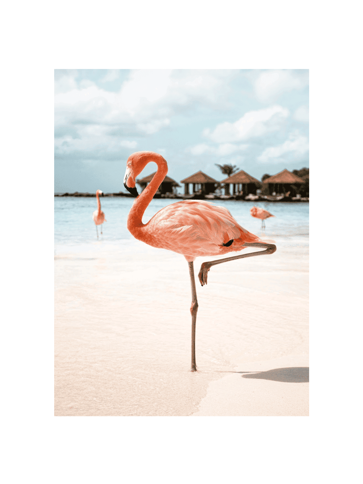 Pink Flamingo