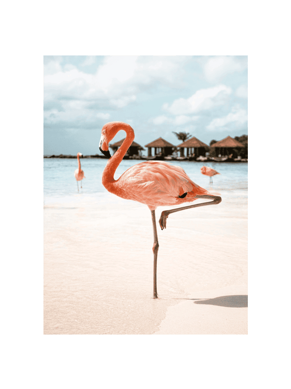 Pink Flamingo