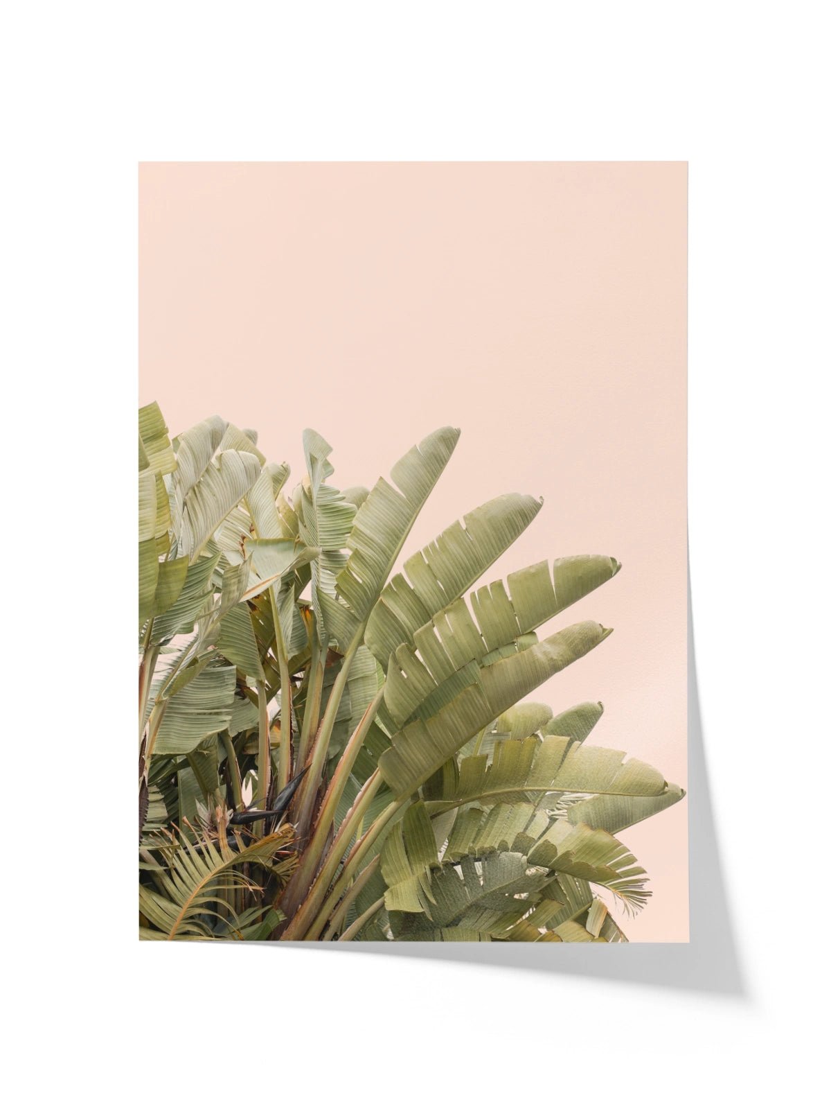 Tropical Leaves - Lámina de Henrike Schenk - Decora tu casa en Nomadart